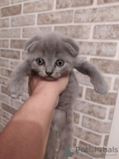 Photo №1. scottish fold - for sale in the city of Tiraspol | 158$ | Announcement № 114542