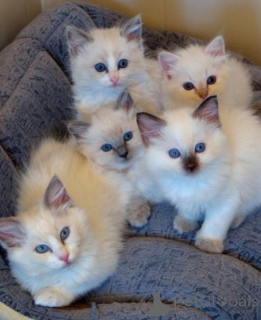 Photo №1. ragdoll - for sale in the city of London | Is free | Announcement № 140119