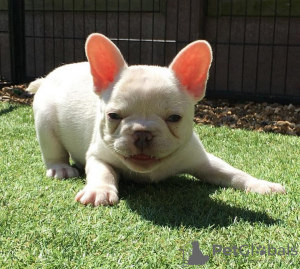 Photo №4. I will sell french bulldog in the city of Riyadh Al Khabra. breeder - price - negotiated