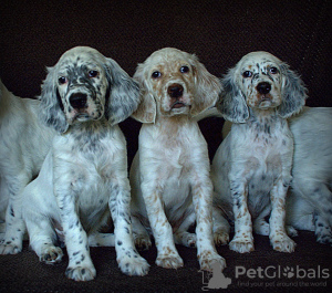 Additional photos: English Setter puppies