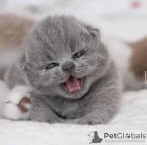 Photo №4. I will sell british shorthair in the city of Berlin. breeder - price - 423$