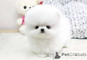 Photo №2 to announcement № 161374 for the sale of pomeranian - buy in Germany 