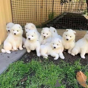 Photo №1. samoyed dog - for sale in the city of Ланс | 423$ | Announcement № 31666