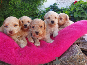 Photo №3. Maltipoo puppies for adoption. Germany