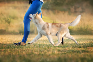 Additional photos: Siberian husky puppies, show promising