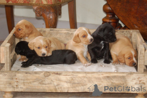 Photo №4. I will sell english cocker spaniel in the city of Dendermond.  - price - 516$