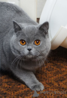 Photo №3. Purrfect British shorthair available for adoption. United Kingdom