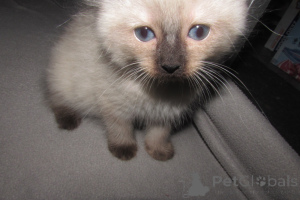 Photo №4. I will sell ragdoll in the city of Charleston. breeder - price - 500$