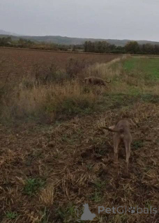 Photo №4. I will sell weimaraner in the city of Kruševac.  - price - 516$