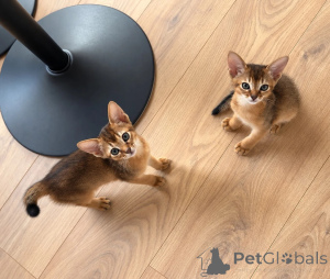 Photo №1. abyssinian cat - for sale in the city of Magdeburg | 361$ | Announcement № 177559
