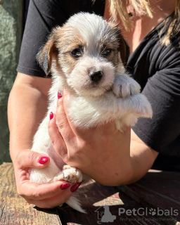 Photo №1. jack russell terrier - for sale in the city of Belgrade | negotiated | Announcement № 119731