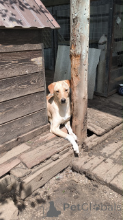 Photo №2 to announcement № 148956 for the sale of non-pedigree dogs - buy in Russian Federation private announcement