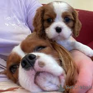 Photo №2 to announcement № 164691 for the sale of cavalier king charles spaniel - buy in Finland private announcement, breeder