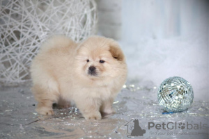 Photo №4. I will sell  in the city of Москва. from nursery, breeder - price - 4392$