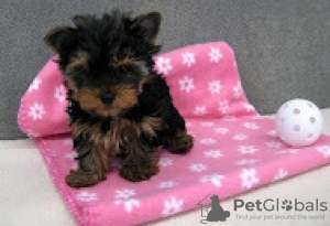 Photo №1. yorkshire terrier - for sale in the city of Helsinki | 264$ | Announcement № 117144