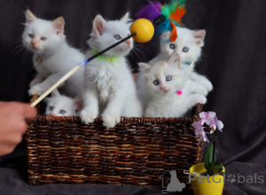Photo №3. Adorable kittens looking for loving homes. Switzerland