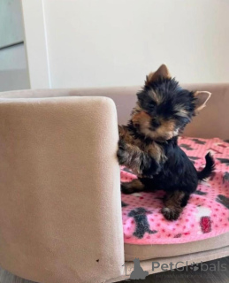Photo №4. I will sell yorkshire terrier in the city of Helsinki.  - price - 568$