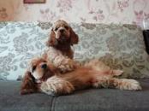 Photo №2 to announcement № 797 for the sale of american cocker spaniel - buy in Belarus private announcement, breeder