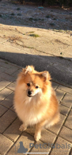 Photo №1. pomeranian - for sale in the city of Évry-Courcouronnes | 845$ | Announcement № 92980
