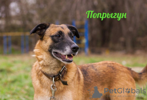 Photo №1. non-pedigree dogs - for sale in the city of Москва | Is free | Announcement № 17920