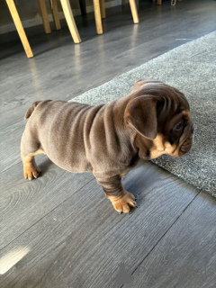 Photo №1. english bulldog - for sale in the city of Brussels | 310$ | Announcement № 167817
