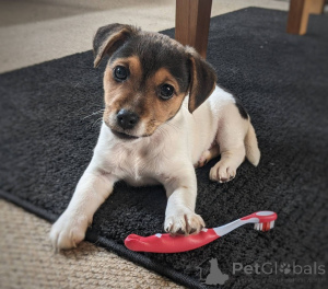 Photo №1. jack russell terrier - for sale in the city of Crefeld | 465$ | Announcement № 169447