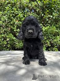 Photo №4. I will sell american cocker spaniel in the city of Luxembourg. private announcement, breeder - price - 723$