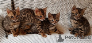 Photo №1. bengal cat - for sale in the city of Berlin | negotiated | Announcement № 74515