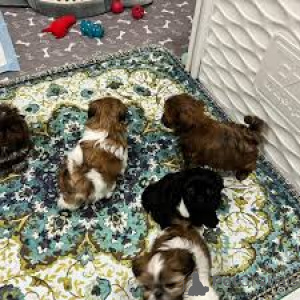 Photo №2 to announcement № 162419 for the sale of shih tzu - buy in Belgium private announcement, breeder
