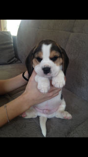 Photo №1. beagle - for sale in the city of Minsk | 150$ | Announcement № 2433