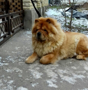 Photo №2 to announcement № 1130 for the sale of chow chow - buy in Ukraine private announcement
