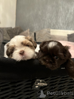 Photo №2 to announcement № 103517 for the sale of shih tzu - buy in Germany private announcement