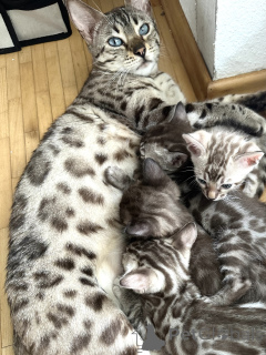 Photo №1.  - for sale in the city of Karlsruhe | negotiated | Announcement № 146423