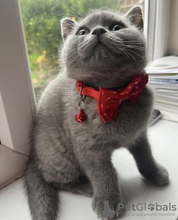 Photo №1. british shorthair - for sale in the city of Munich | 269$ | Announcement № 108929