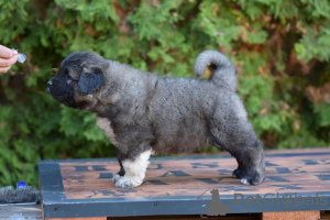 Photo №4. I will sell caucasian shepherd dog in the city of Панчево.  - price - negotiated