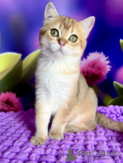Photo №3. golden chinchilla cat. Ukraine