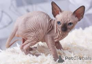Photo №1. sphynx cat - for sale in the city of Hannover | negotiated | Announcement № 136760