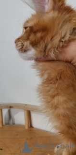 Photo №2 to announcement № 10947 for the sale of maine coon - buy in Russian Federation breeder