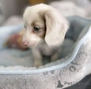 Photo №2 to announcement № 164546 for the sale of dachshund - buy in Finland private announcement, from the shelter