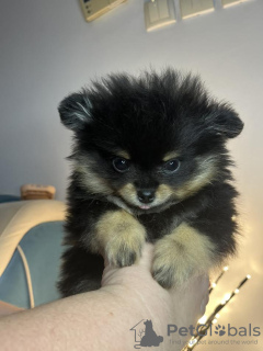 Photo №2 to announcement № 132692 for the sale of pomeranian - buy in Serbia breeder