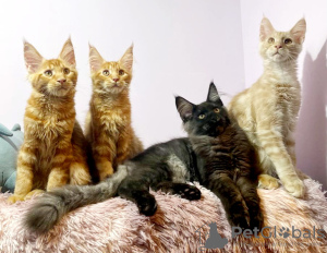 Additional photos: Maine Coon kittens from champion parents