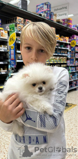Photo №1. pomeranian - for sale in the city of Paris | 1057$ | Announcement № 126757