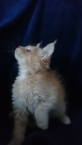 Photo №2 to announcement № 3285 for the sale of maine coon - buy in Russian Federation from nursery