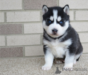 Photo №2 to announcement № 178017 for the sale of siberian husky - buy in Cyprus 