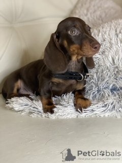 Photo №1. dachshund - for sale in the city of Paris | 936$ | Announcement № 29314