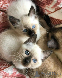 Photo №2 to announcement № 172852 for the sale of siamese cat - buy in Netherlands private announcement