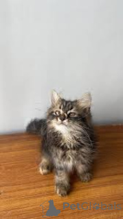 Photo №3. Himalaya-Kätzchen zu verkaufen. Finland