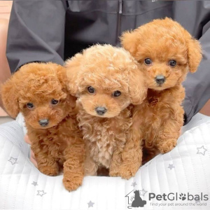 Photo №1. poodle (toy) - for sale in the city of Geneva | 329$ | Announcement № 130597