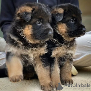 Photo №1. german shepherd - for sale in the city of Hamburg | negotiated | Announcement № 149051