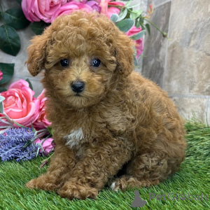 Photo №1. poodle (toy) - for sale in the city of Brussels | 361$ | Announcement № 168598